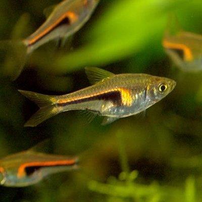 Glowlight Rasbora - AllPondSolutions