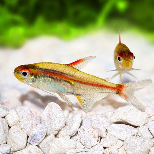 Glowlight Tetra - Hemigrammus erythrozonus - AllPondSolutions