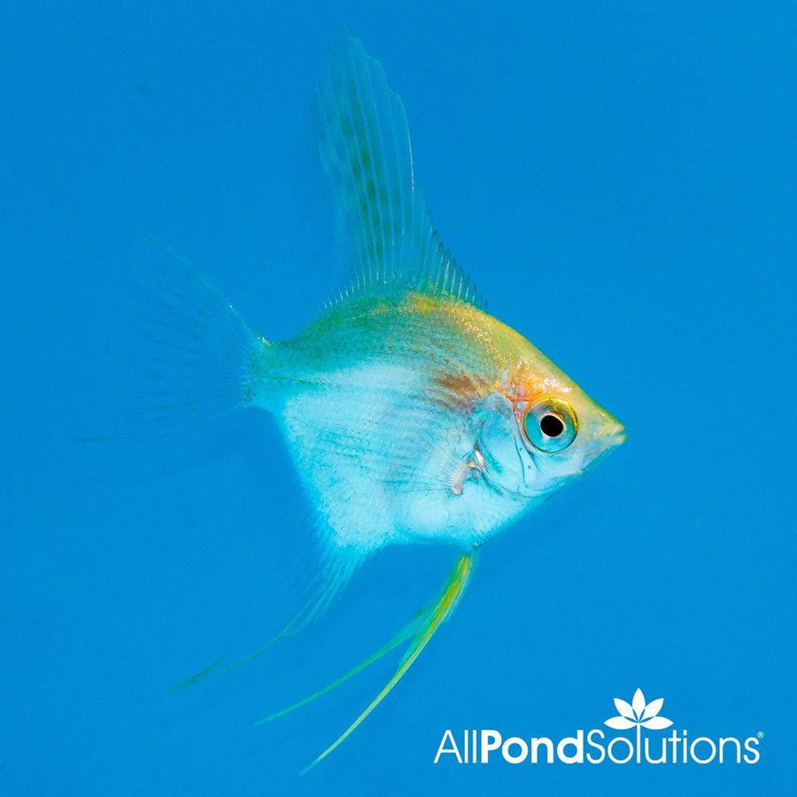 Gold Angelfish - Pterophyllum Scalare - AllPondSolutions