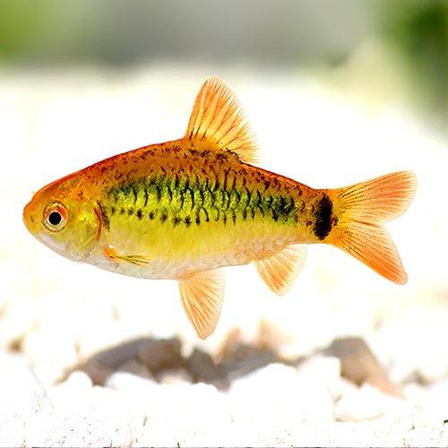 Gold Barb - Barbodes semifasciolatus - AllPondSolutions
