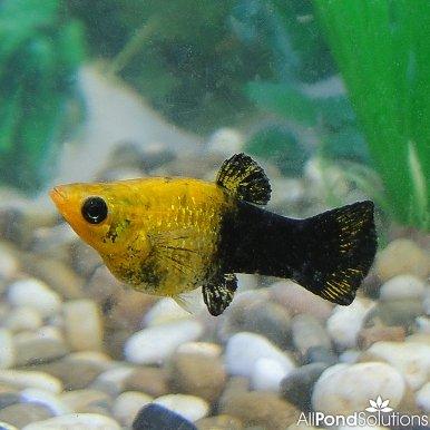 Gold Dust Molly - Poecilia sphenops - AllPondSolutions