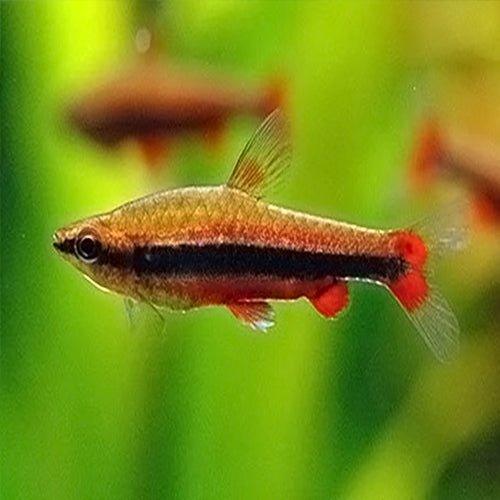 Gold Pencilfish - Nannostomus beckfordi - AllPondSolutions