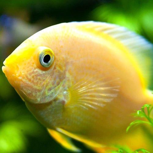 Gold Severum - Heros Efasciatus - AllPondSolutions