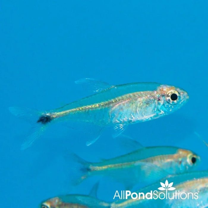 Gold Tetra - Hemigrammus rodwayi