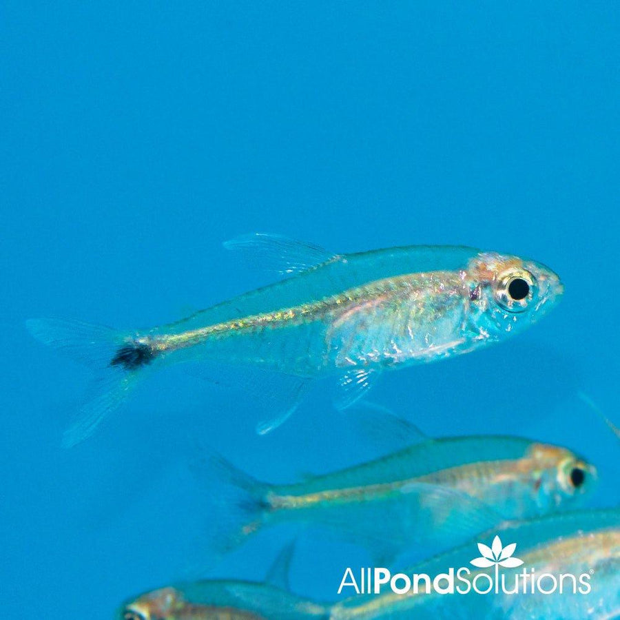 Gold Tetra - Hemigrammus rodwayi - AllPondSolutions
