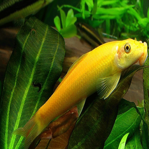 GOLDEN ALGAE EATER - AllPondSolutions