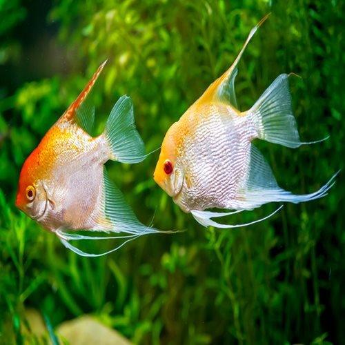 Golden Angel Veiltail - Pterophyllum Scalare - AllPondSolutions