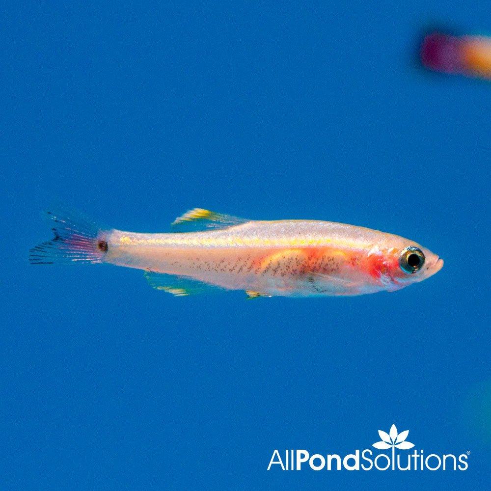 Golden Cloud Mountain Minnow - Tanichthys Albonubes - AllPondSolutions