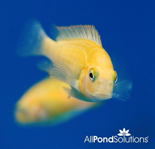 Golden Fire Cracker -Tropheus sp. moliro - AllPondSolutions