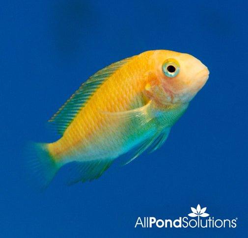 Golden Fire Cracker -Tropheus sp. moliro - AllPondSolutions