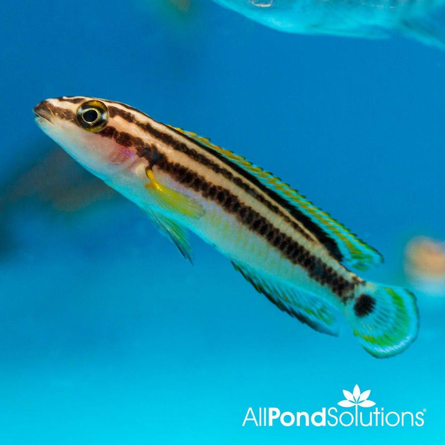 Golden Julie - Julidiochromis ornatus - AllPondSolutions