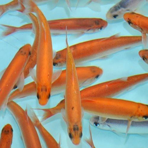 Golden Orfe - Leuciscus Idus - AllPondSolutions