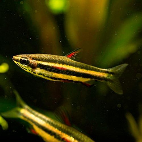 Golden Pencilfish - Nannostomus Beckfordi - AllPondSolutions