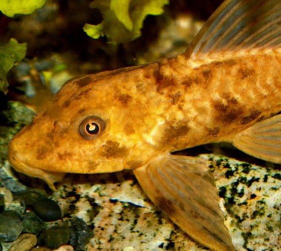 Golden Plecostomus - Hypostomus plecostomus - AllPondSolutions