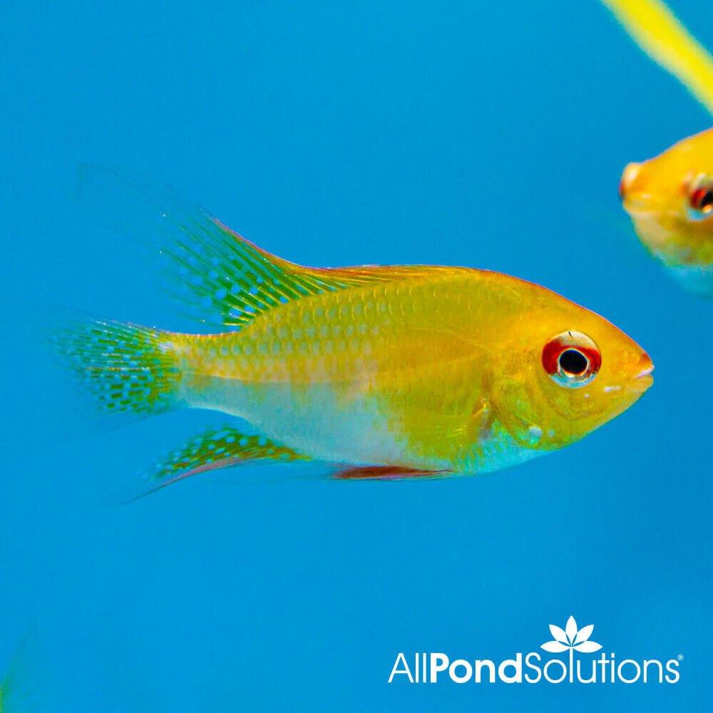 Golden Rams - Mikrogeophagus Ramirezi - AllPondSolutions