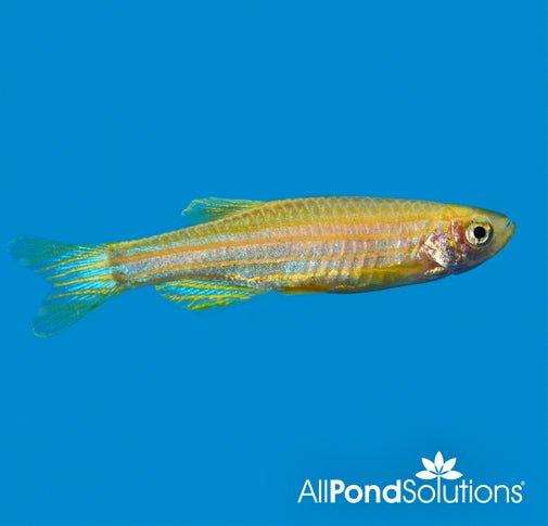 Golden Zebra Danio - AllPondSolutions