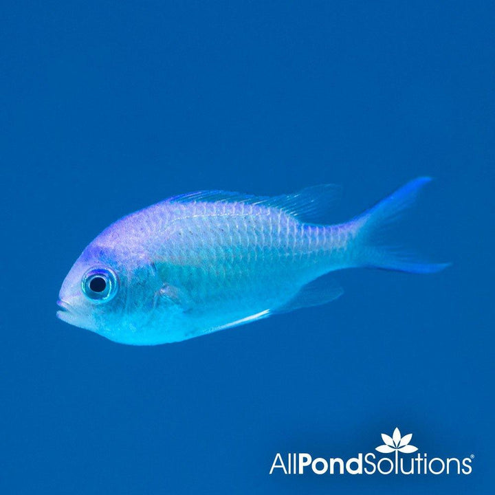 Green Chromis - Chromis viridis - AllPondSolutions