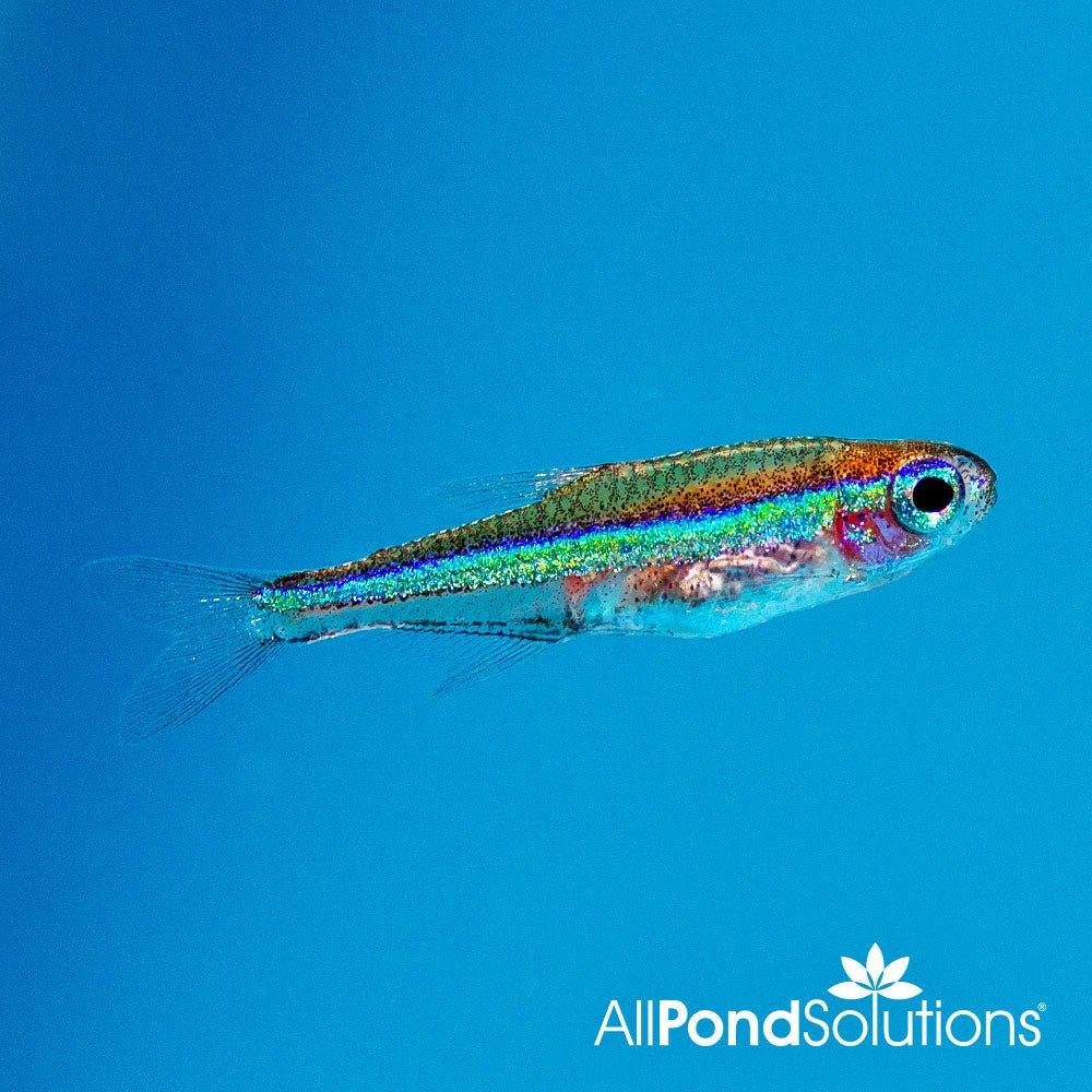 Green Neon Tetra - Paracheirodon simulans - AllPondSolutions