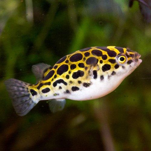 Green Puffer - Tetraodon fluviatilis - AllPondSolutions