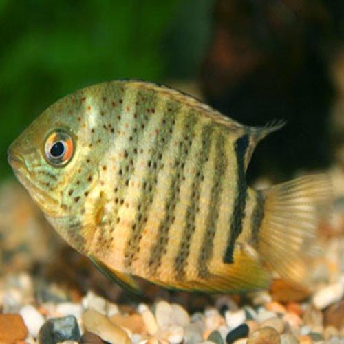 Green Severum - Heros Severus - AllPondSolutions