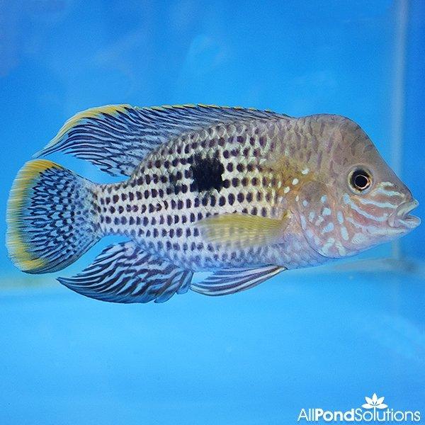 Green Terror - Andinoacara Rivulatus - 8-10cm - AllPondSolutions