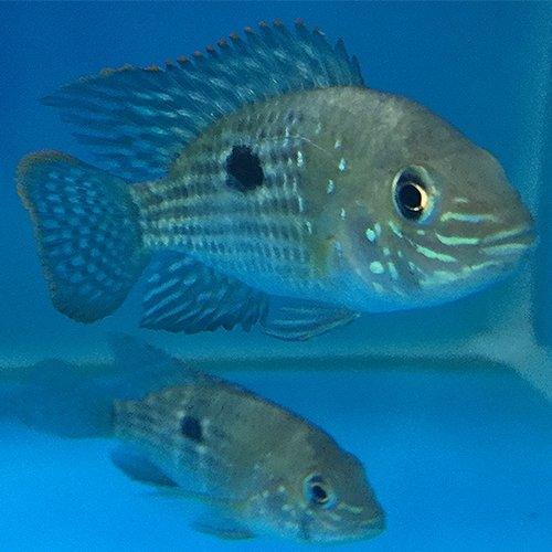 Green Terror Cichlid 2-3" - Aequidens Rivulatus - AllPondSolutions