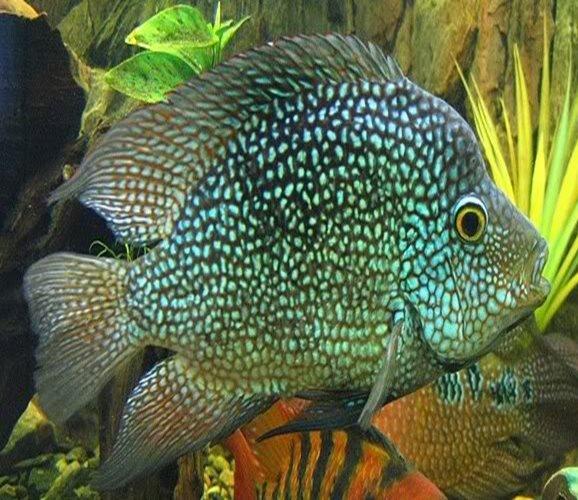 Green Texas Cichlid - Herichthys Cyanoguttatus - AllPondSolutions