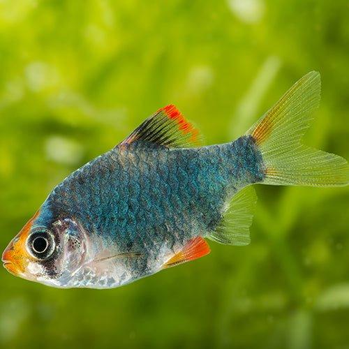 Green Tiger Barbs - AllPondSolutions