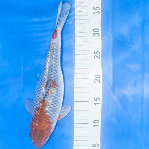 Hand Selected Koi 1 - AllPondSolutions