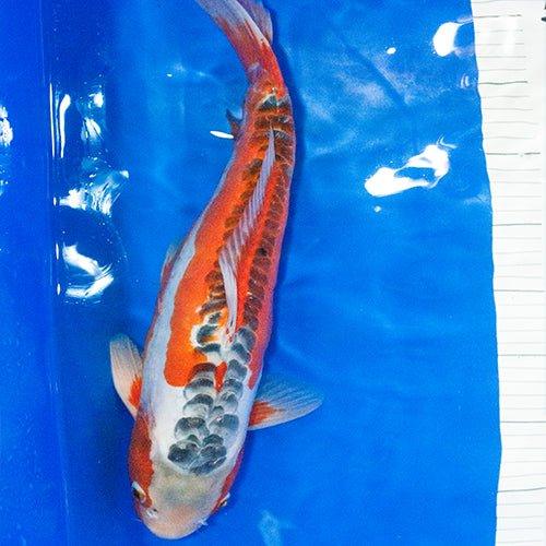 Hand Selected Koi 28 - AllPondSolutions