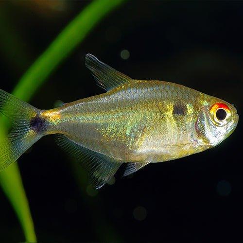 Head and Tail Light Tetra