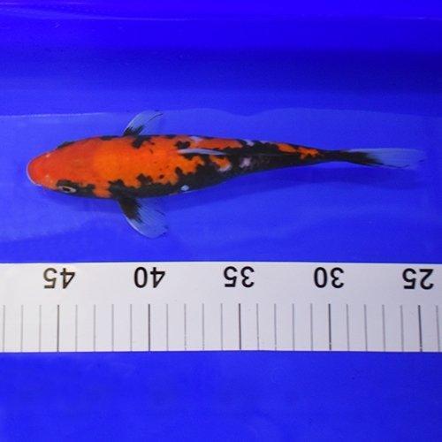 7-8‚Äù Hand Selected Koi Option 36 - Allpondsolutions – AllPondSolutions