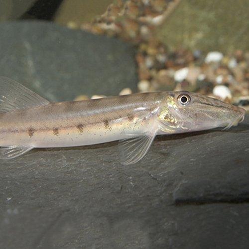 Horse Face Loach - Acantopsis dialuzona - AllPondSolutions