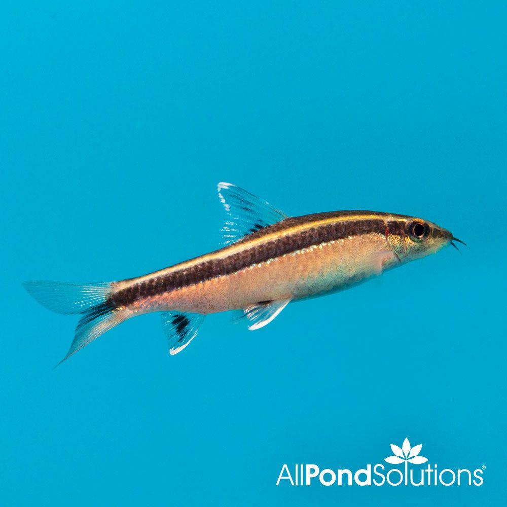 Flying Fox Size Fish