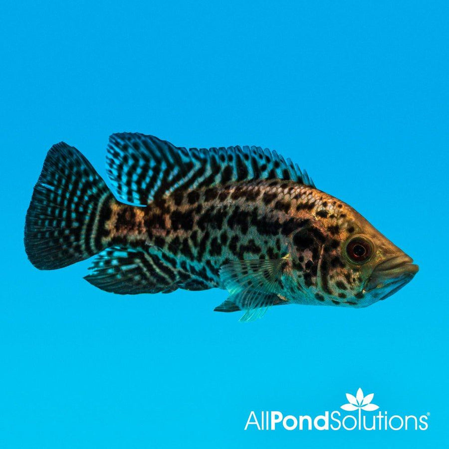 Jaguar Cichlid - Parachromis Managuensis - 12cm - AllPondSolutions