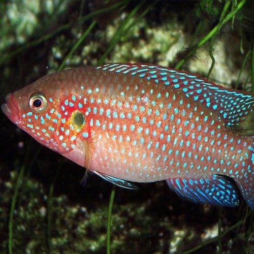 Jewel Cichlid - Hemichromis bimaculatus - AllPondSolutions