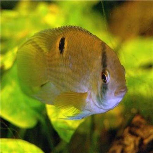 Keyhole Cichlid - Cleithracara Maronii - AllPondSolutions