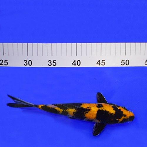 Ki Utsuri 7-8" - AllPondSolutions