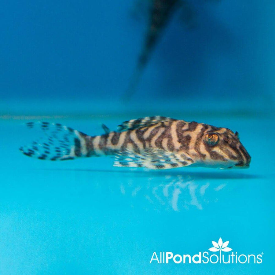 King Tiger Pleco L333 - Hypancistrus sp - AllPondSolutions