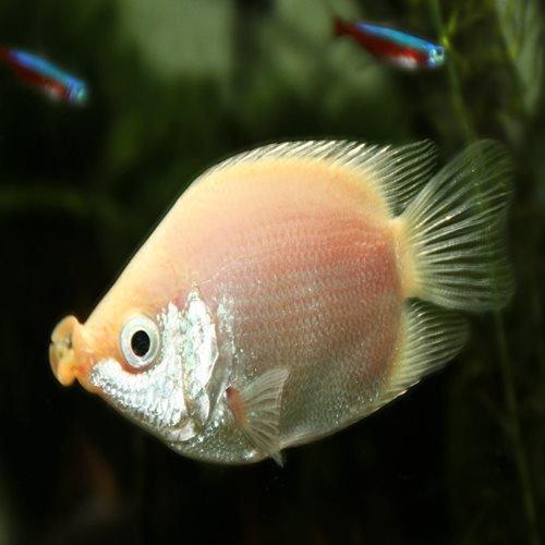 Kissing Gourami - Helostoma temminckii - AllPondSolutions