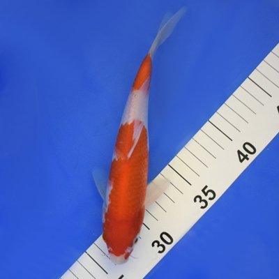 Kohaku 7-8" - AllPondSolutions