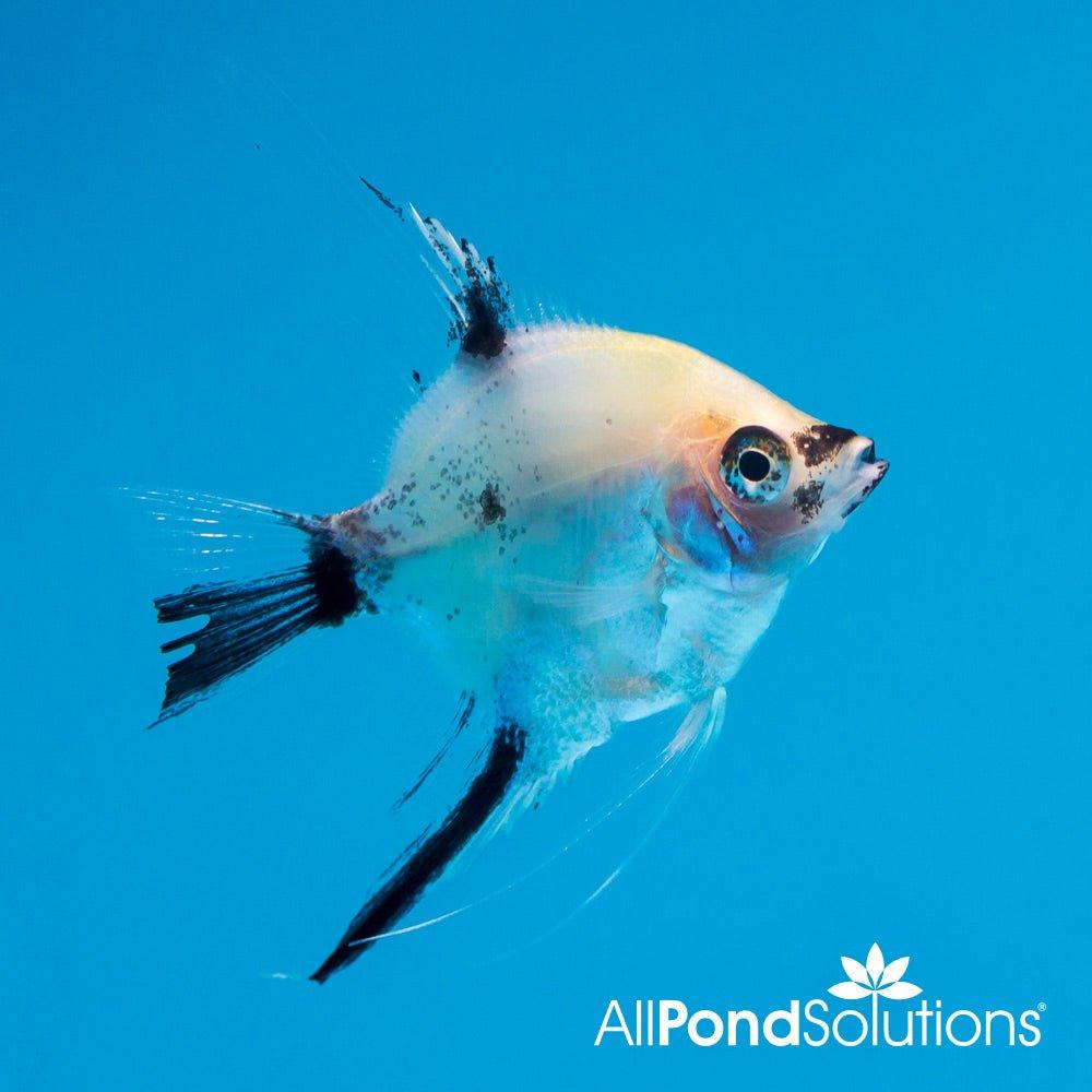 Koi Angelfish - Pterophyllum - AllPondSolutions