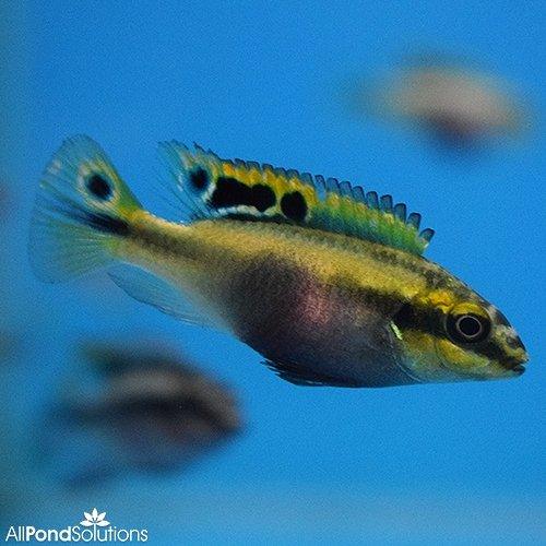 Kribensis - Pelvicachromis Pulcher - AllPondSolutions