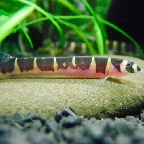 Kuhli Loach - Pangio Kuhli - AllPondSolutions