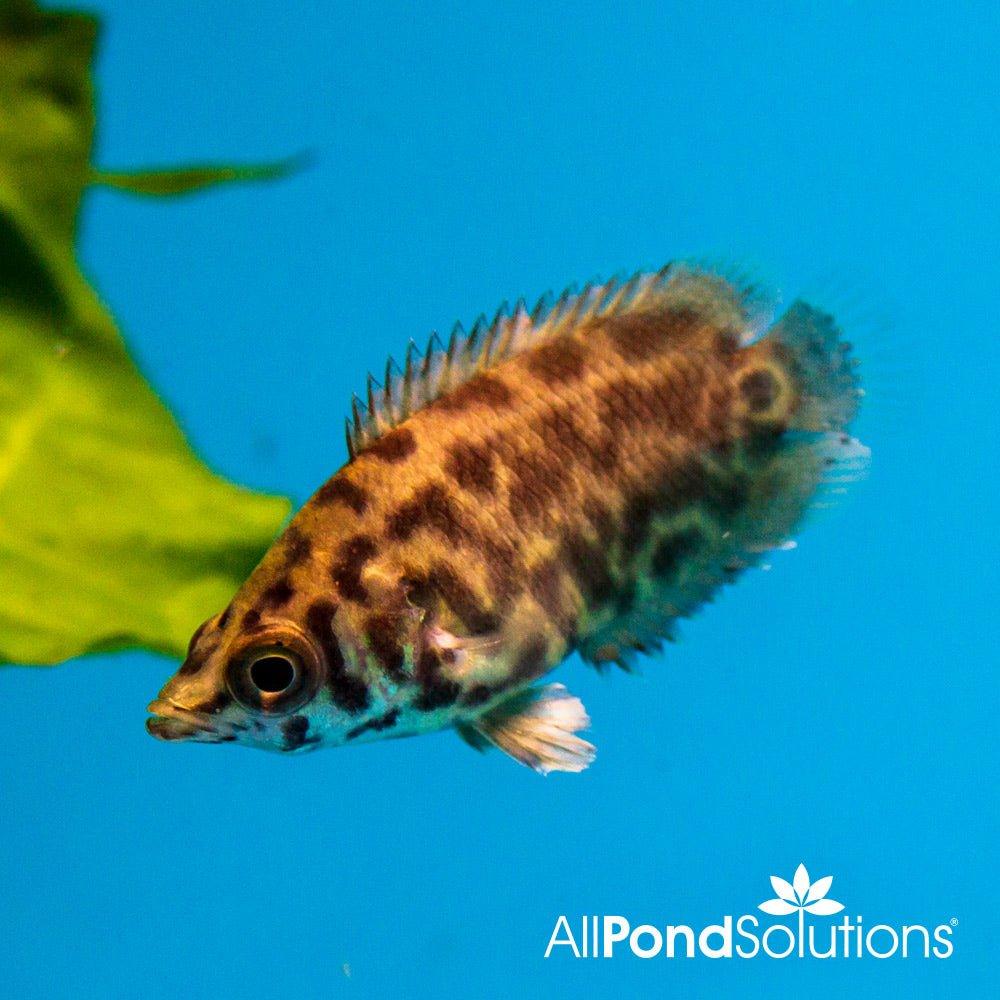Leopard Bush Fish - Ctenopoma acutirostre - AllPondSolutions