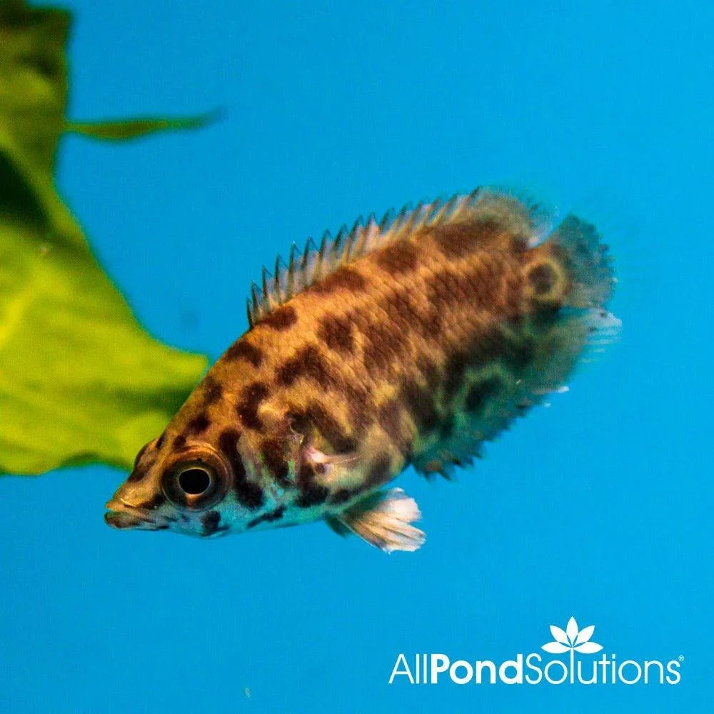 Bush Fish Leopard Bush Fish – AllPondSolutions
