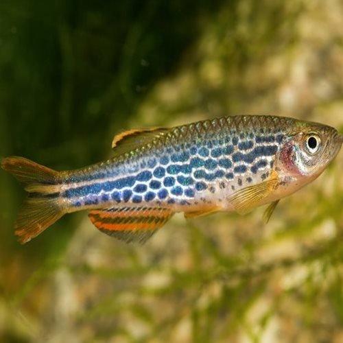 Leopard Danio - Brachydanio Frankel - AllPondSolutions