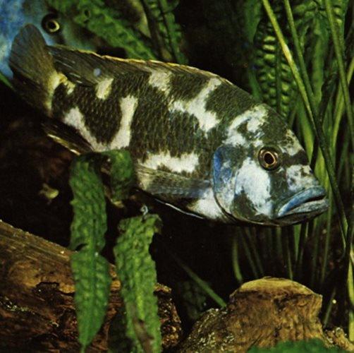 Livingstoni Cichlid - Nimbochromis livingstonii - 9cm - AllPondSolutions