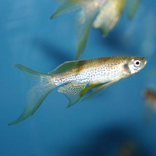 Long Fin Leopard Danio - AllPondSolutions