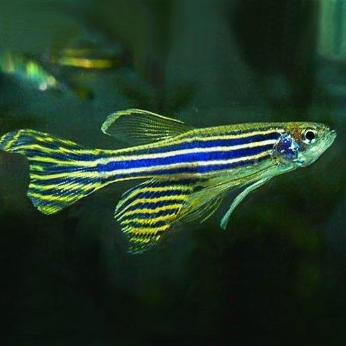 Long Fin Zebra Danio - Brachydanio rerio - AllPondSolutions